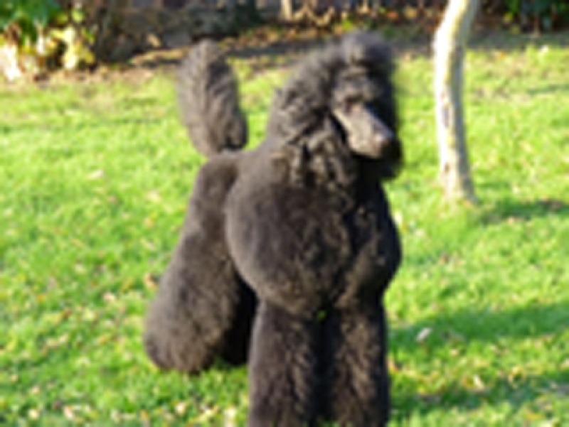 CH. Gostyne de la Chatellerie de Montjay